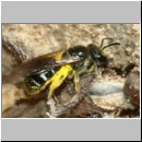 Lasioglossum quadrinotatulum - Furchenbiene w05 7mm Sandgrube Niedringhaussee det.jpg